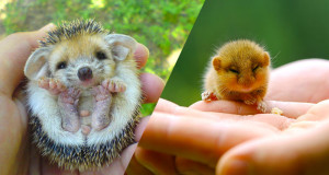 Une-animaux-petits-mignons