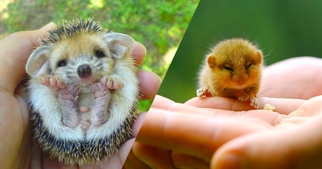 Une-animaux-petits-mignons