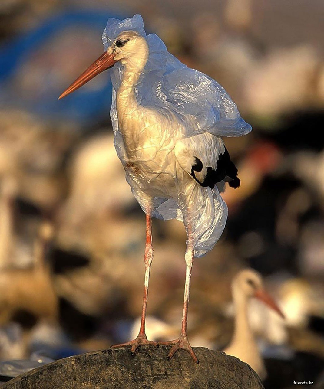 cigogne-plastique-pollution