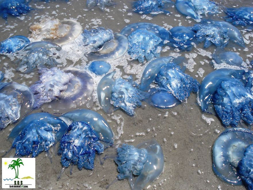 meduse-pollution-plage