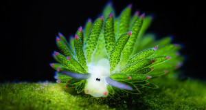 moutons-des-mers-une-3