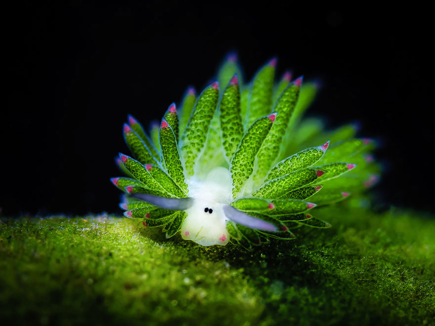 moutons-mer-brille-5