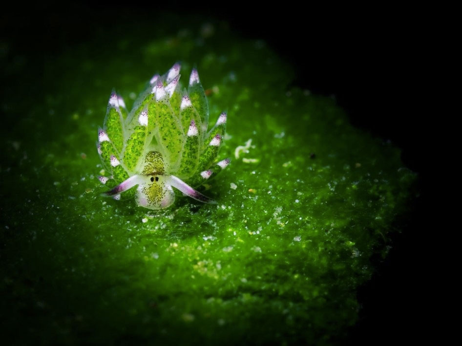 moutons-mer-brille-6