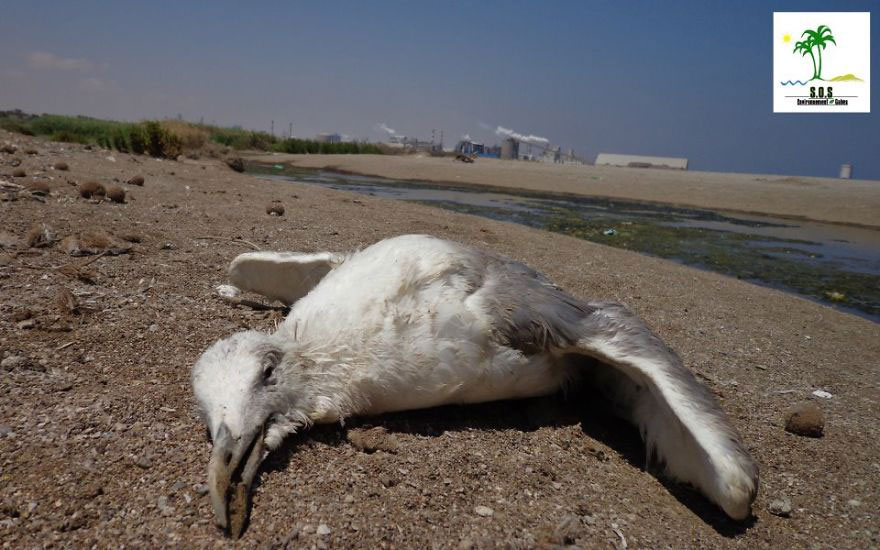 oiseau-plage-mort