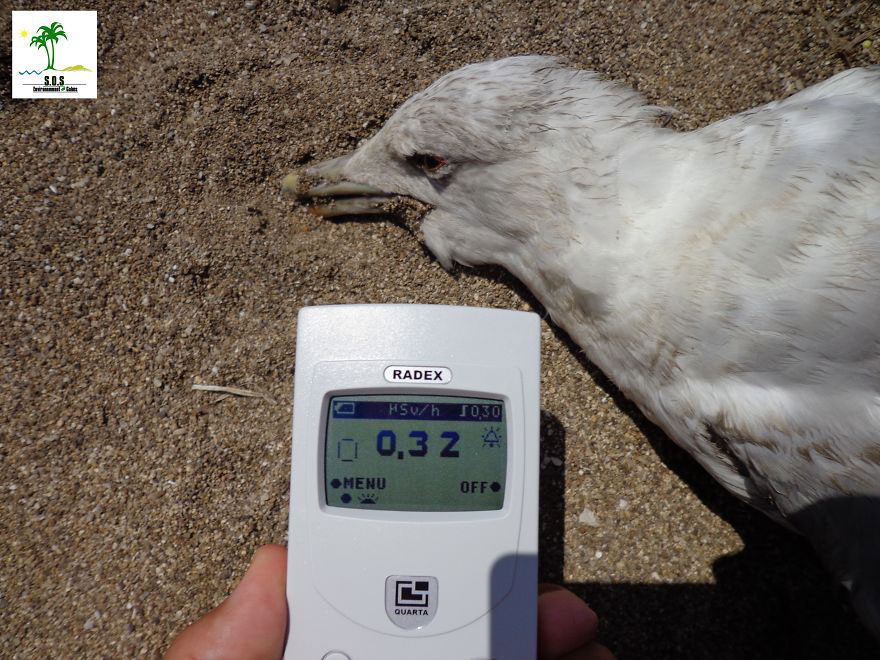 oiseau-radio-activite