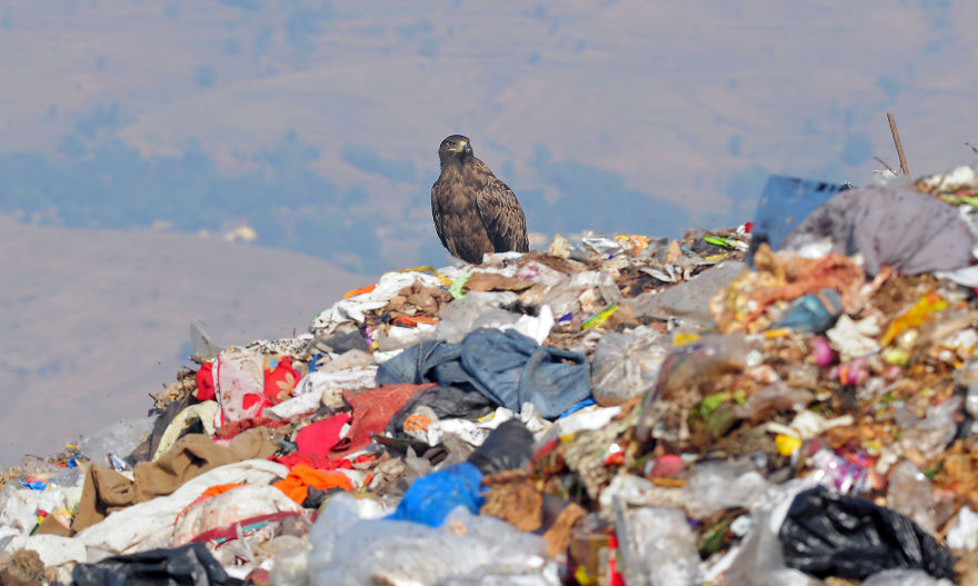 oiseau-sauvage-pollution