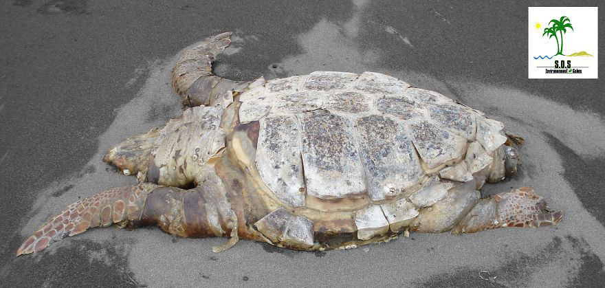 tortue-echoue-pollution