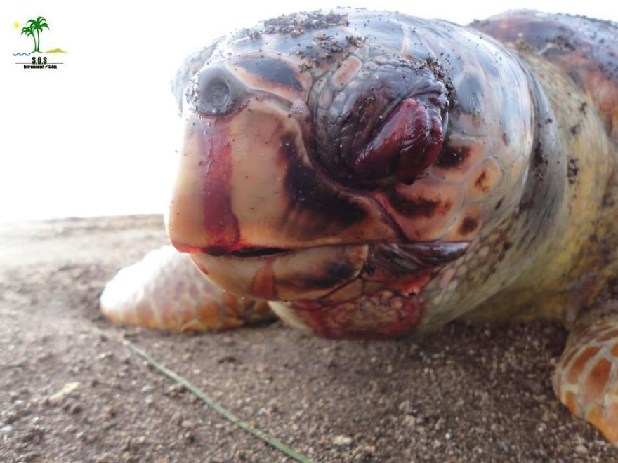 tortue-pollution-animaux