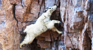 une-chevre-montagne-escalade