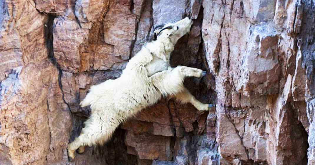 une-chevre-montagne-escalade