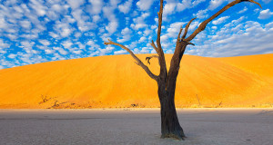 une-namibie-arbre