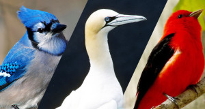 une-oiseaux-france-3