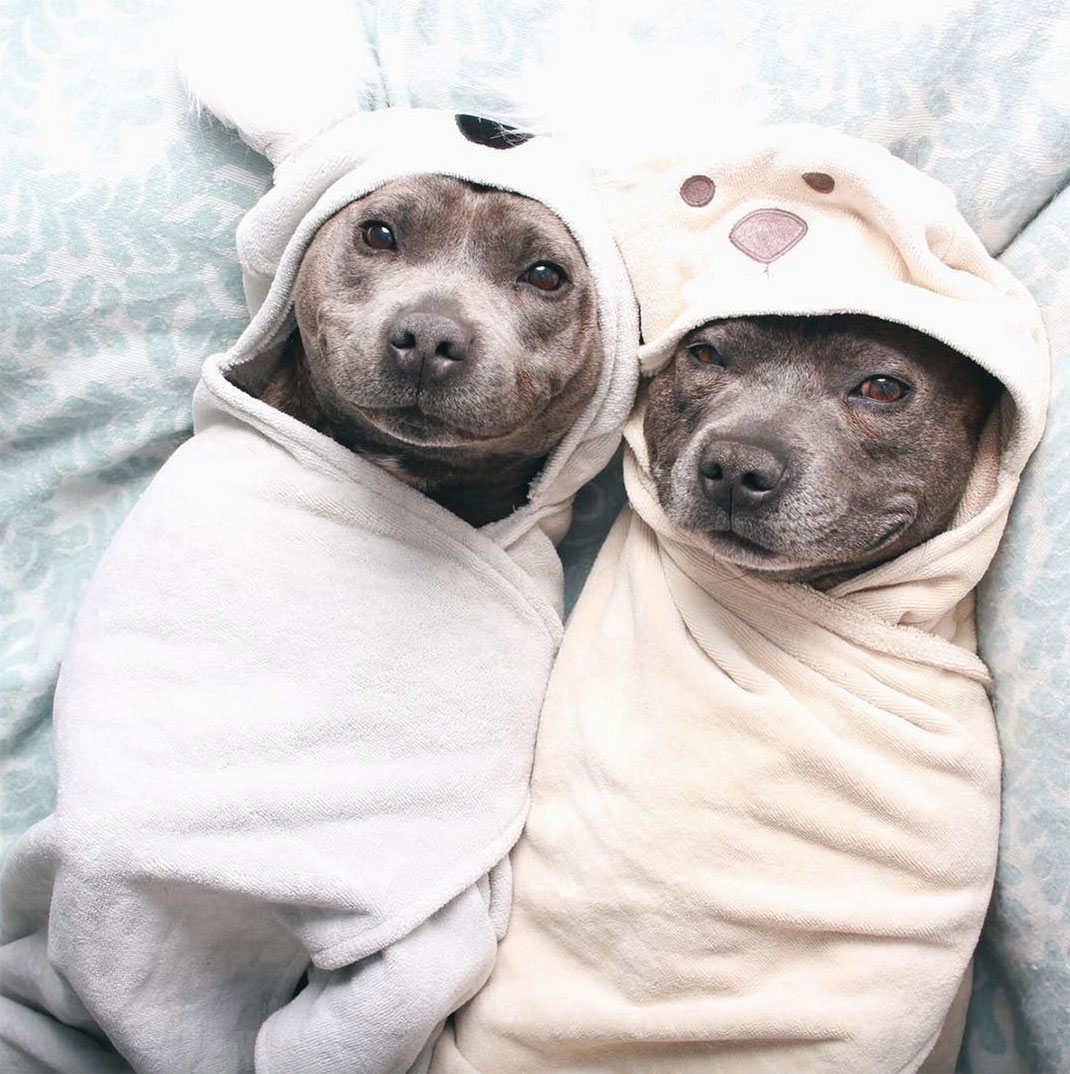 01-the_blueboys-vesteslapin