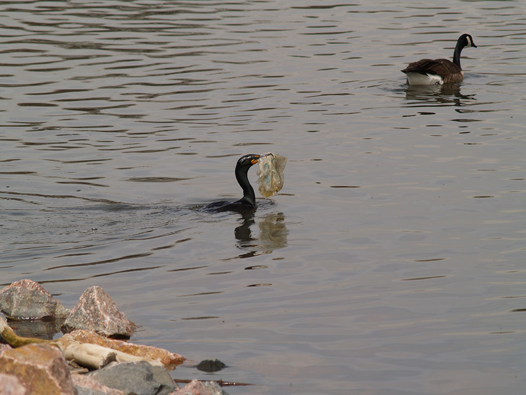 02-cormoranplastique-robotbrainz