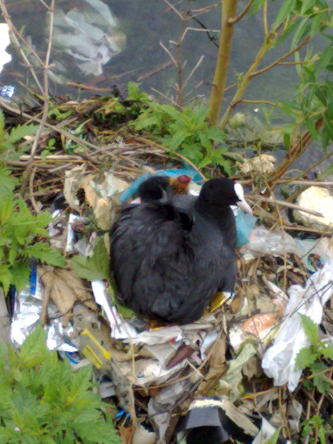 03-nidplastique-mia!