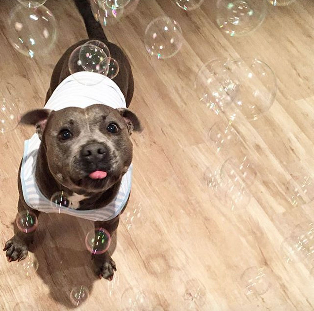 03-the_blueboys-bulles