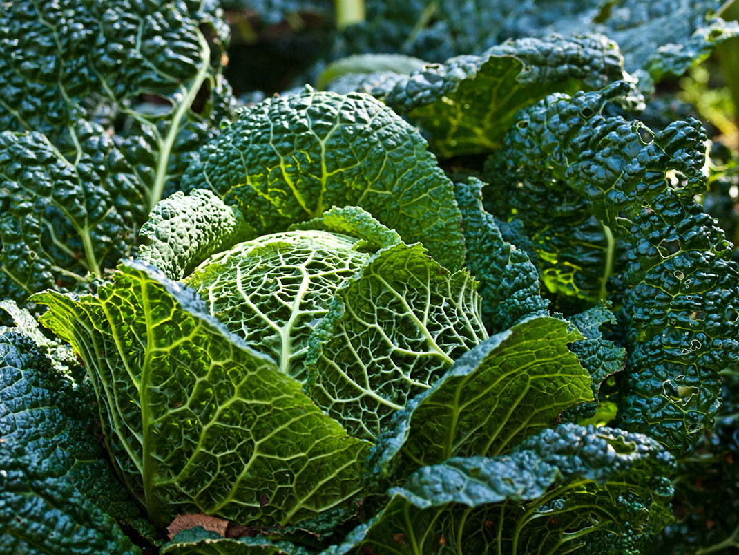 07-cabbage-williamwarby