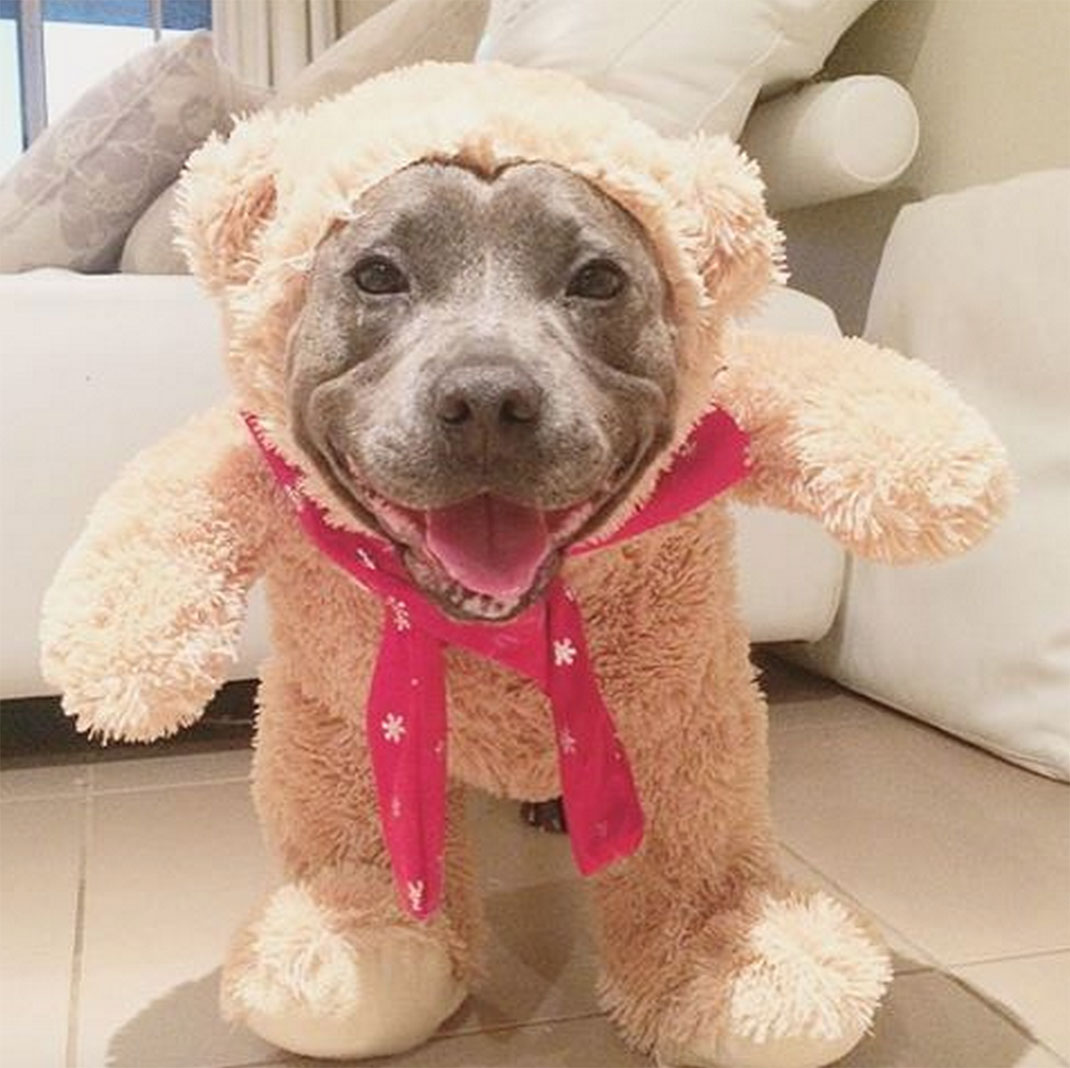 08-the_blueboys-chiennounours