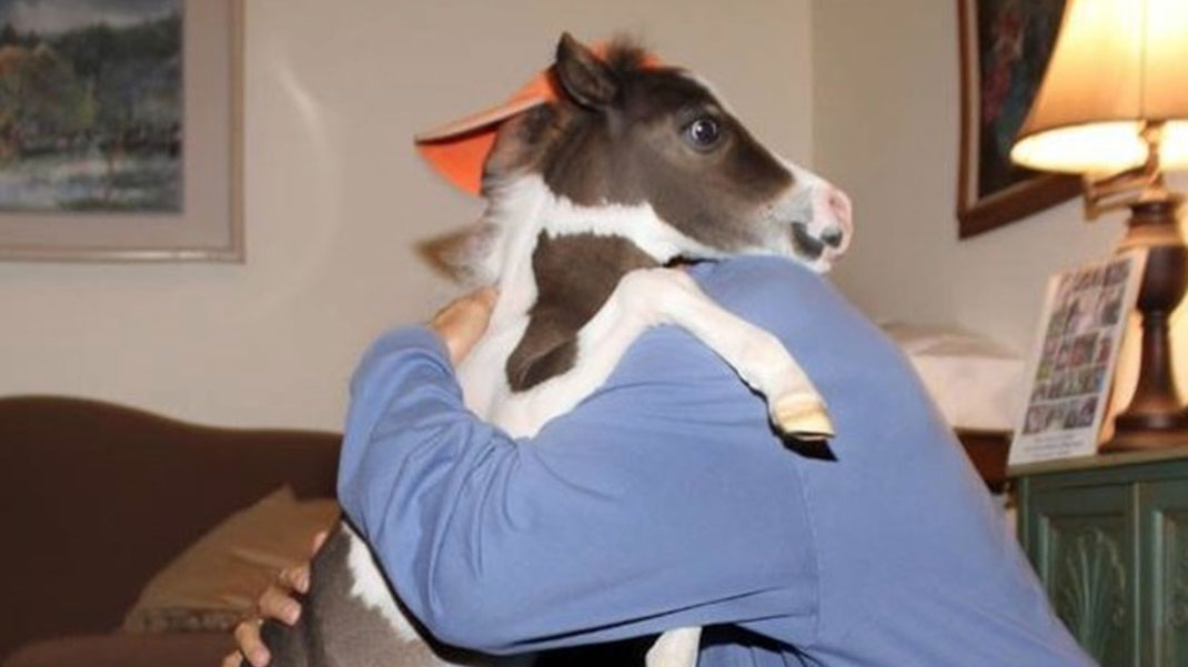 08-therapiecheval-gentlecarousel