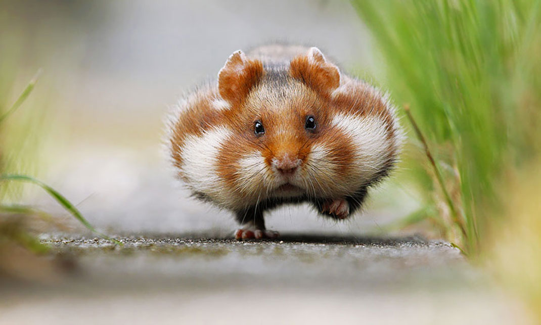 1-hamster-mignon