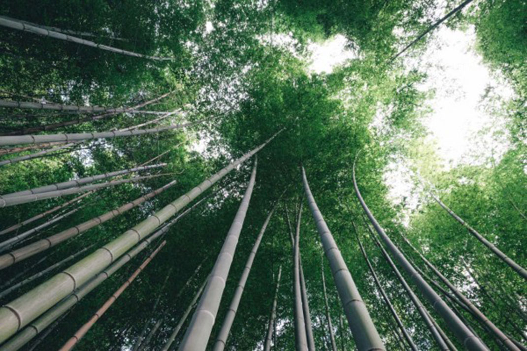 10-cimebambou-takashiyasui