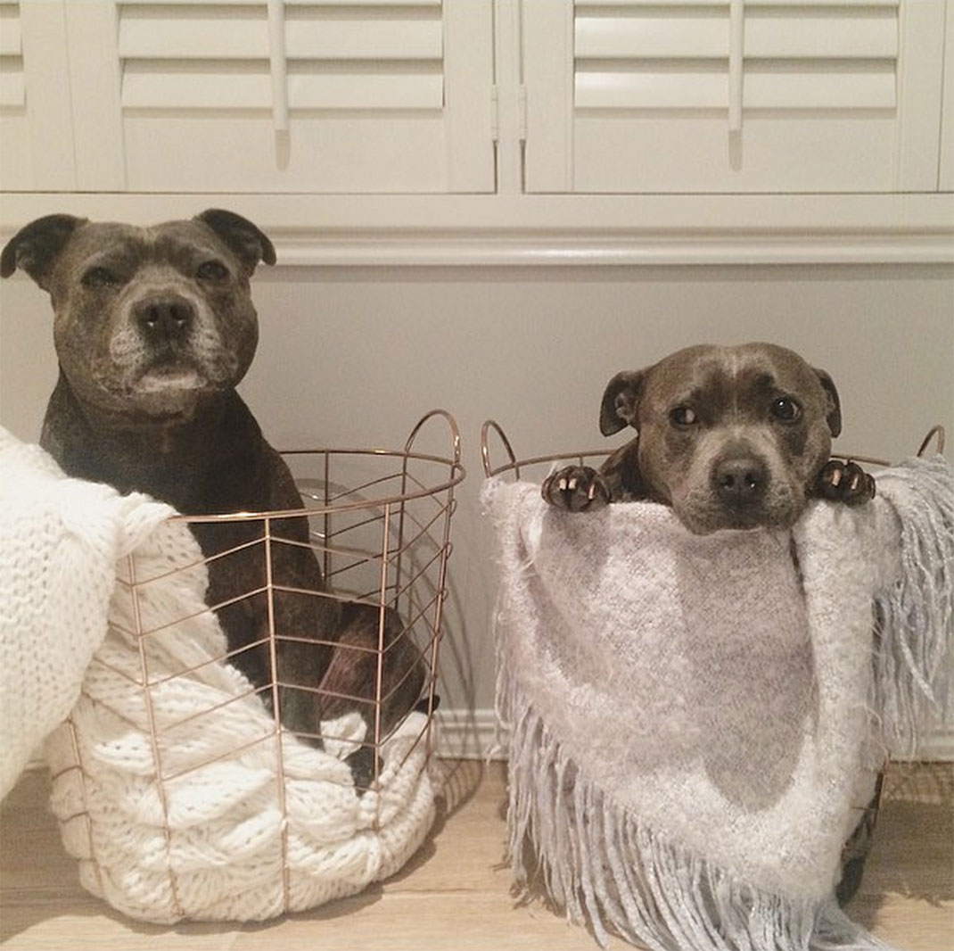 11-the_blueboys-paniers