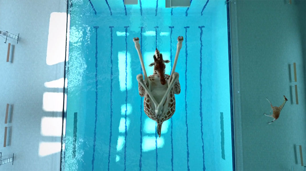 14-girafesaut-Nicolas-Deveaux