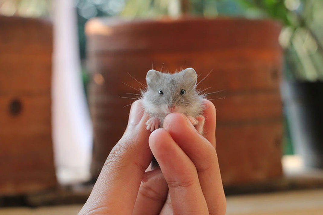 15-hamster-mignon