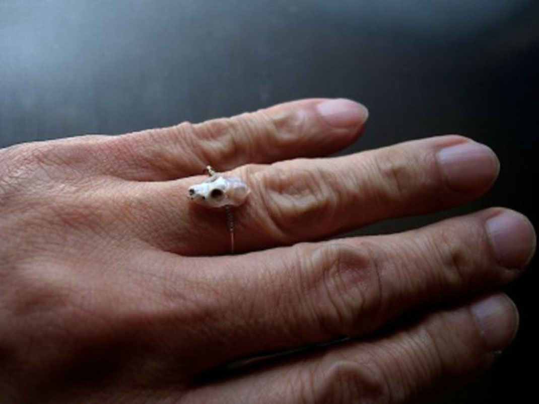 16-craneanimalbague-shinjinakaba