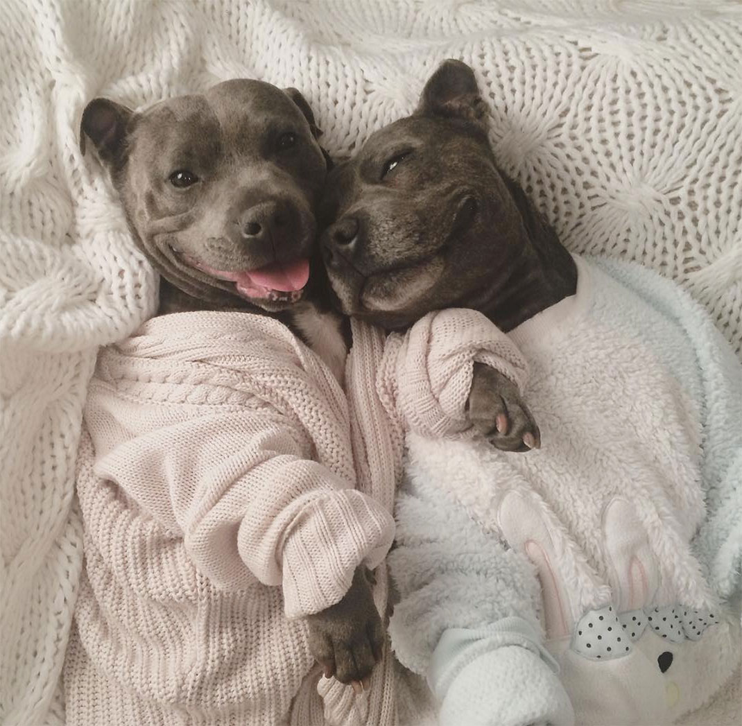 16-the_blueboys-chienslit