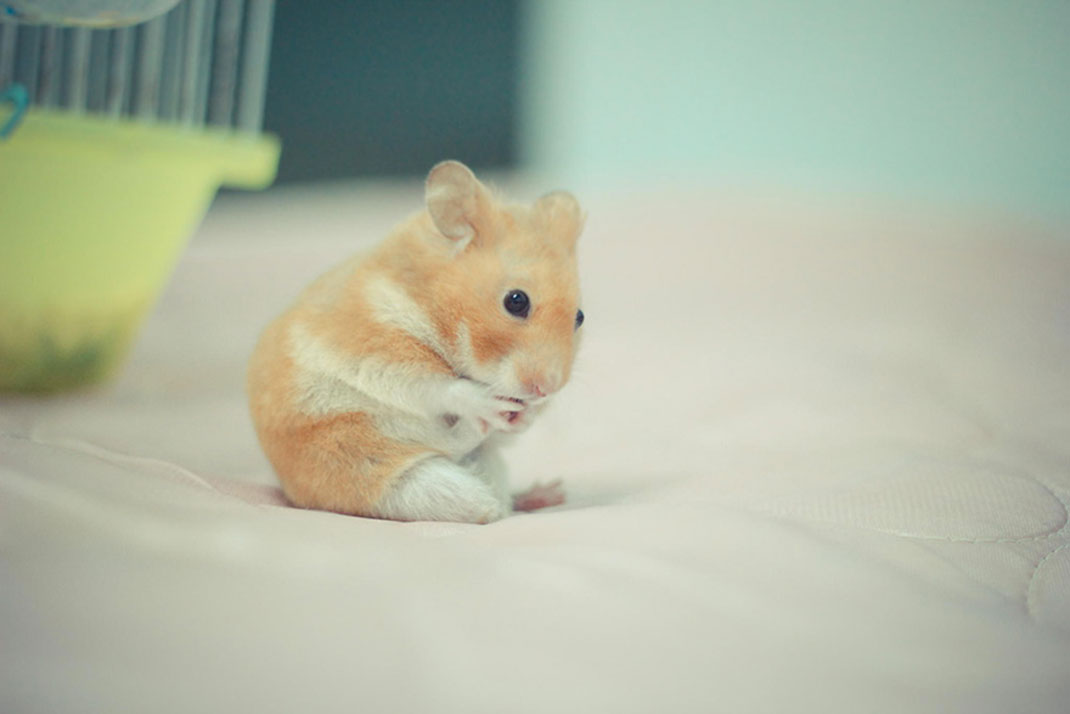 17-hamster-mignon