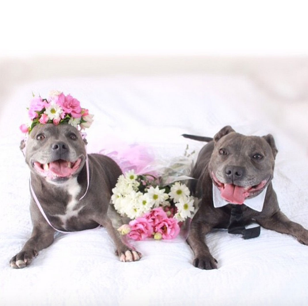 18-the_blueboys-mariage