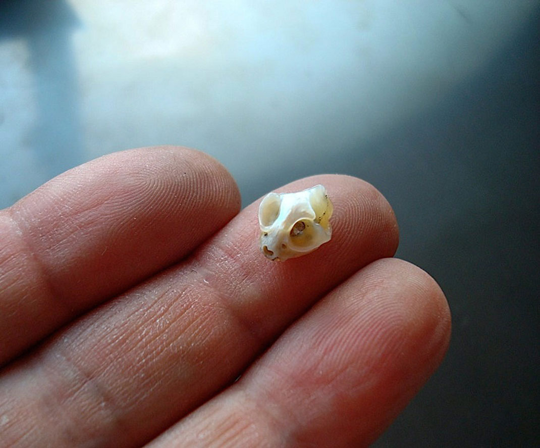 19-petitcranemain-shinjinakaba