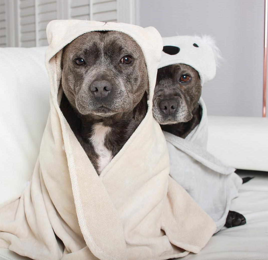 19-the_blueboys-sortiebain