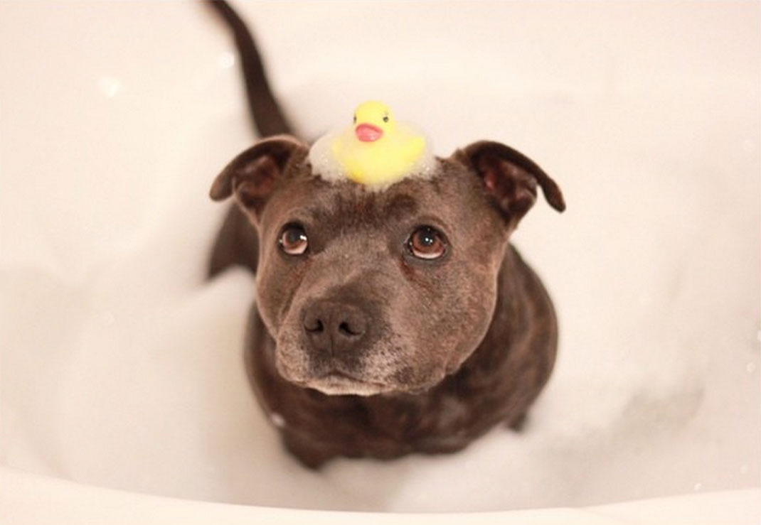 23-the_blueboys-canardbain