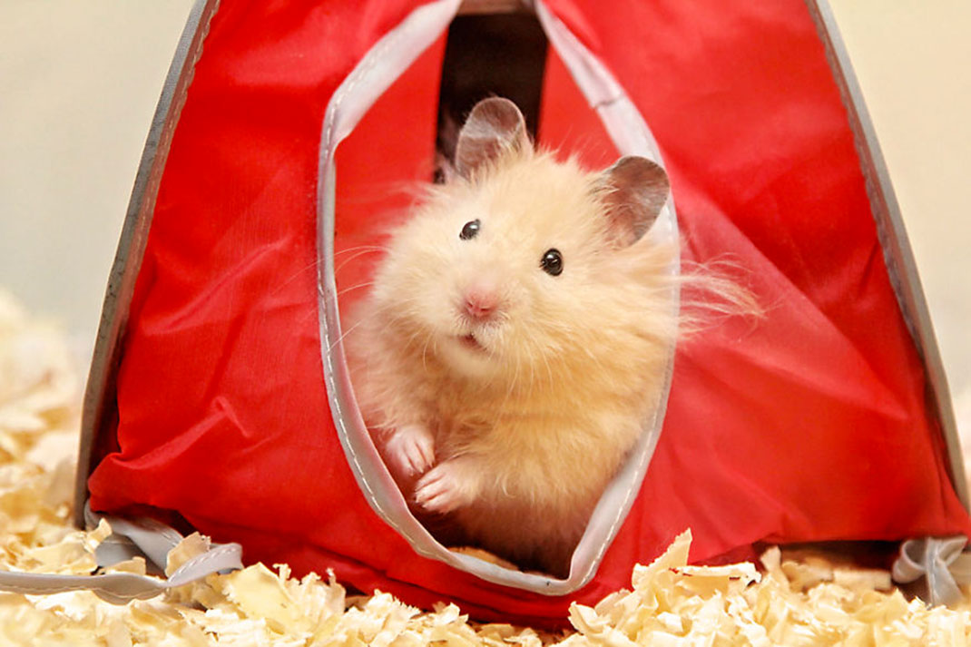 30-hamster-mignon