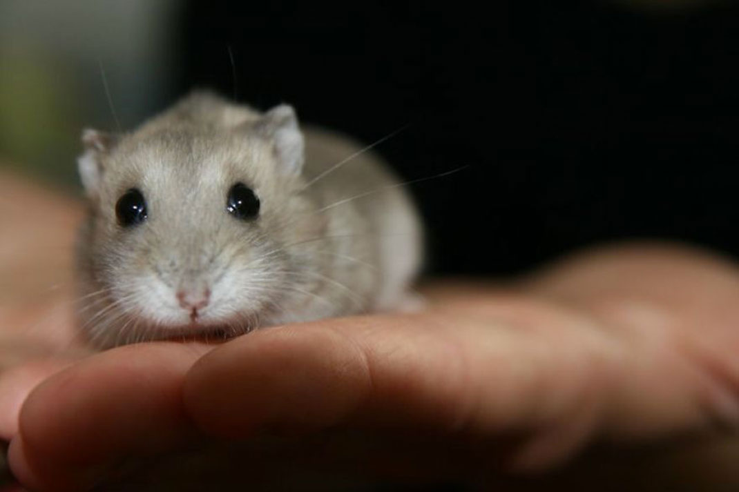 33-hamster-mignon