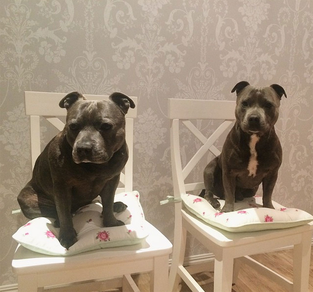 33-the_blueboys-chaise