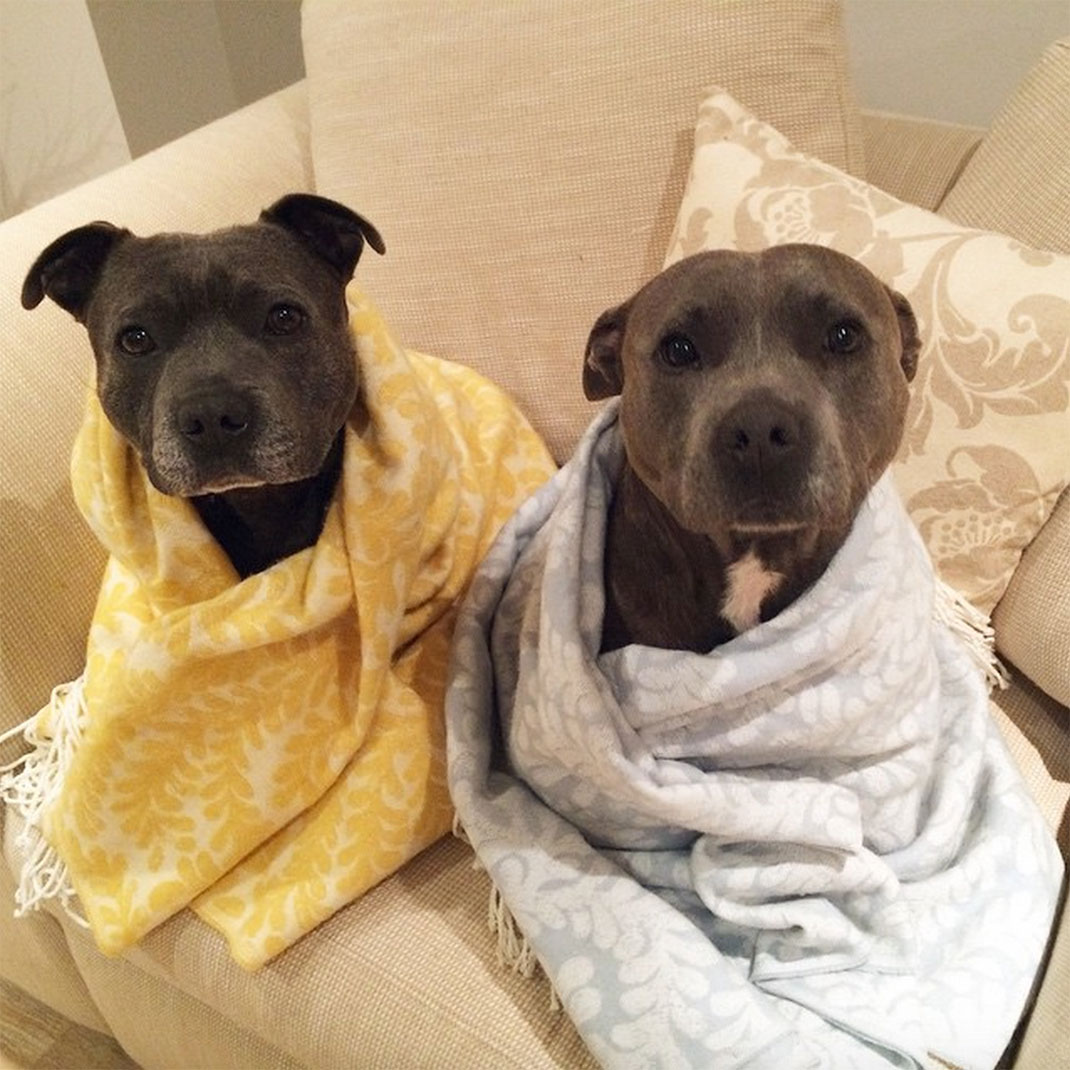 35-the_blueboys-serviettejauneblanche