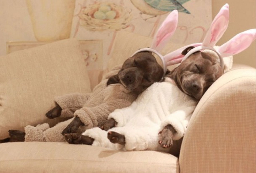 36-the_blueboys-oreillesdelapin