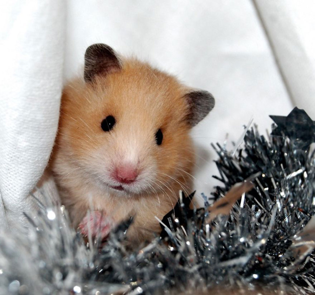 39-hamster-mignon