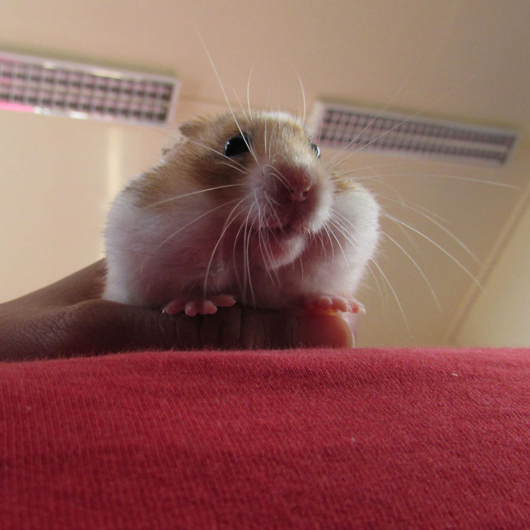 40-hamster-mignon