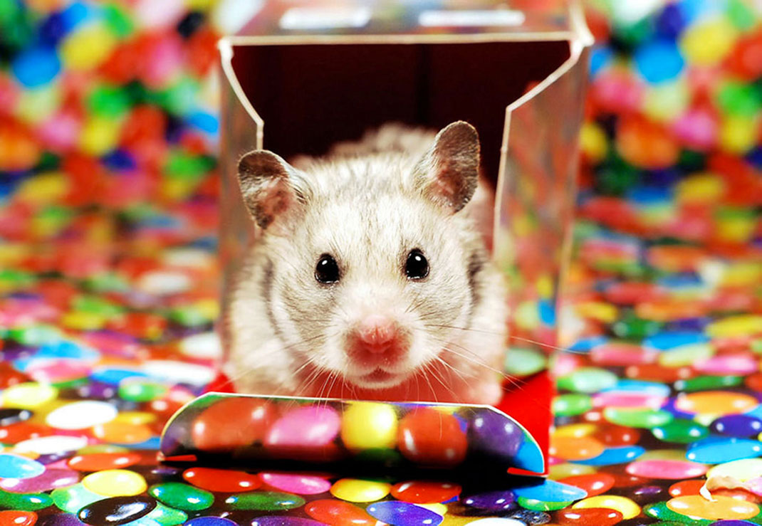 42-hamster-mignon