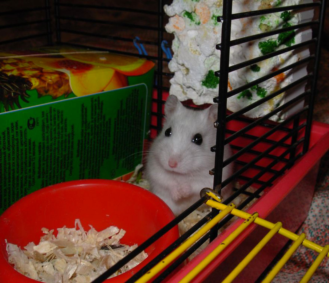 43-hamster-mignon
