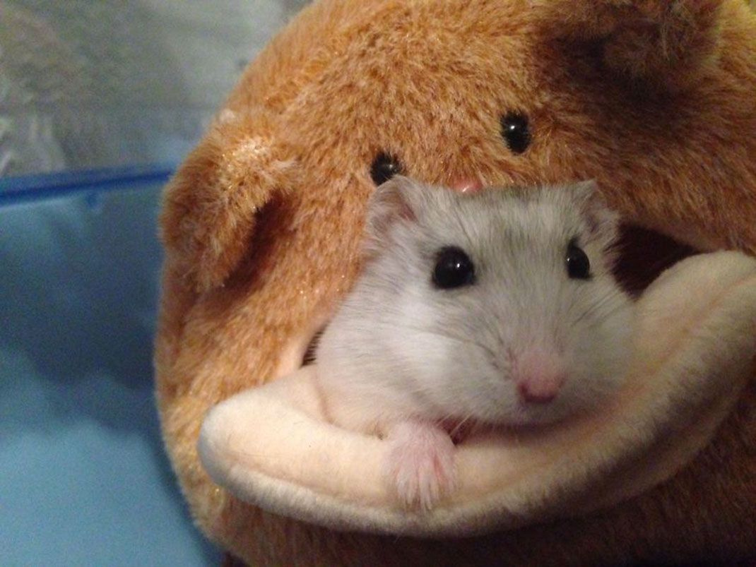 51-hamster-mignon