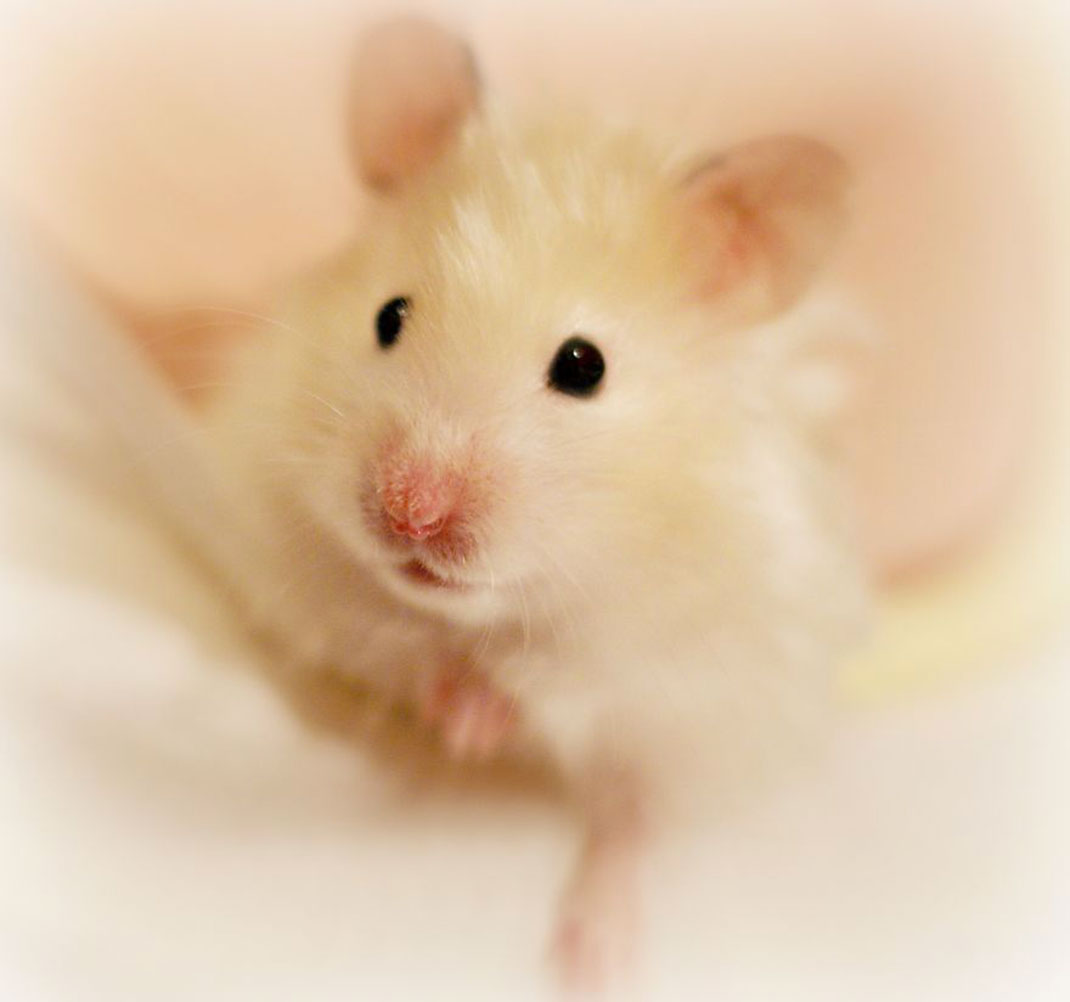 53-hamster-mignon