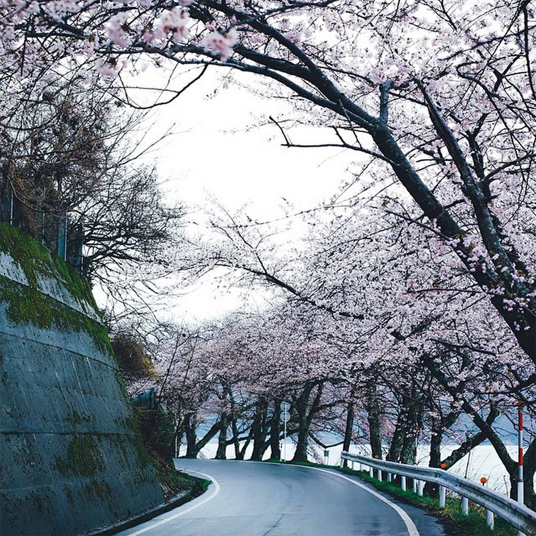 54-cerisiersenfleurs-takashiyasui