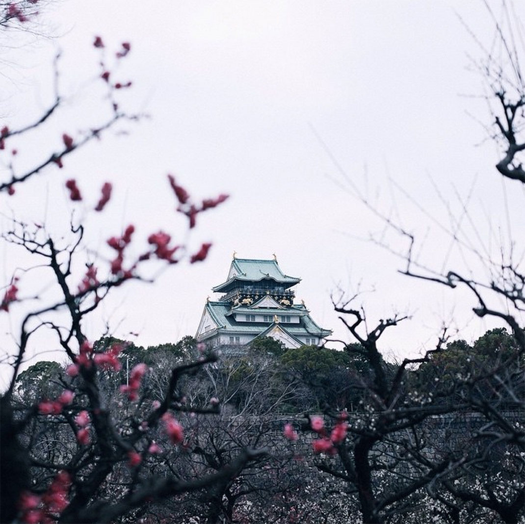 57-cerisierstemple-takashiyasui