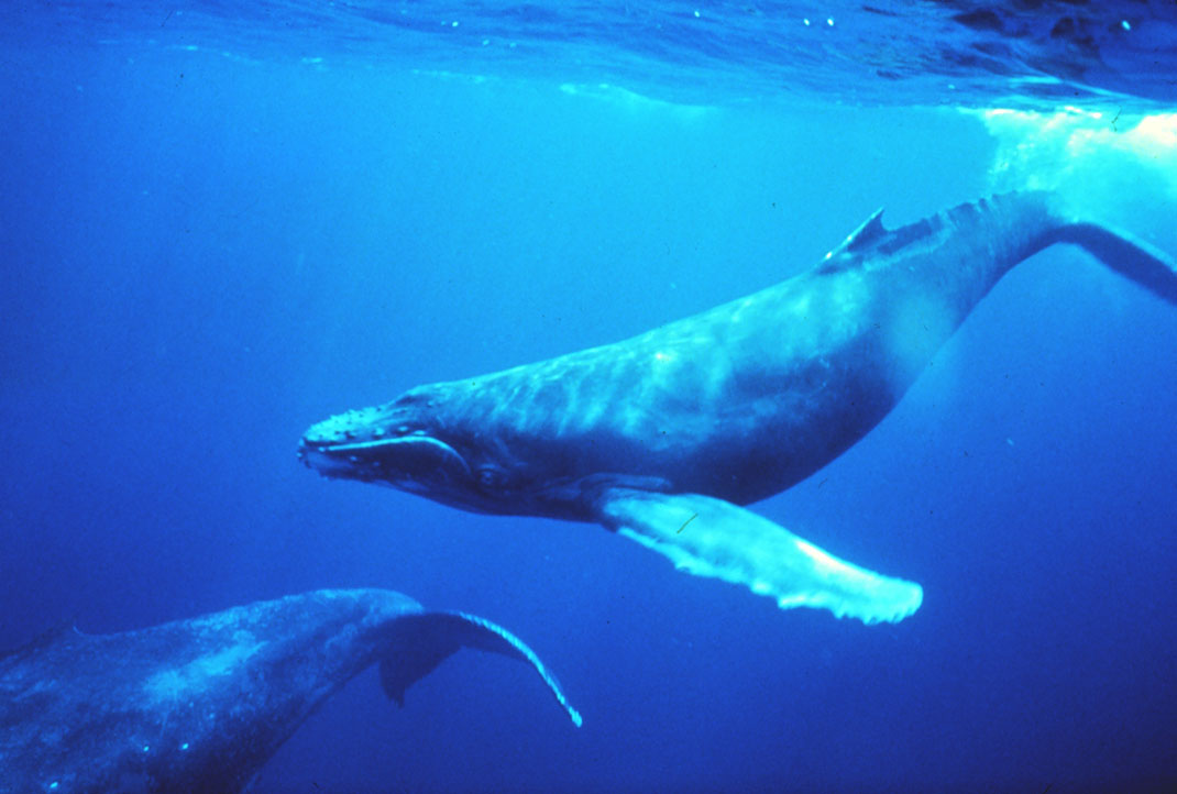 Baleine-boreale-1