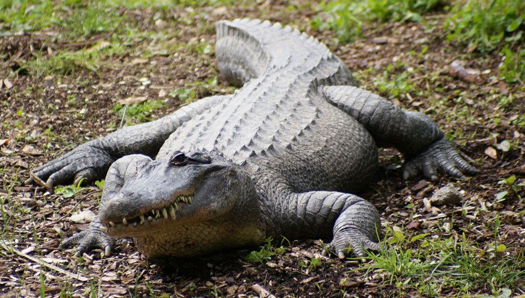 Crocodile-1